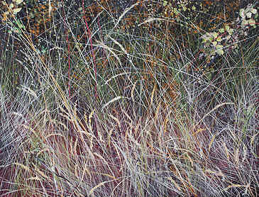 Grasses and Sedge, 2022, 30" x 40", acrylic on canvas, SOLD