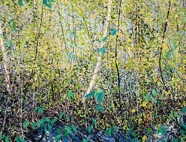 Riparian Woods, 2024, 30" x 48", acrylic on canvas