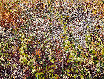 September Woodland Understory, 2023, 30" x 40", acrylic on canvas