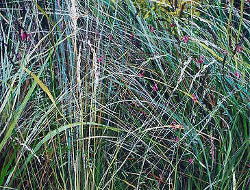 Summer Grasses, 2022, 40" x 30", acrylic on canvas