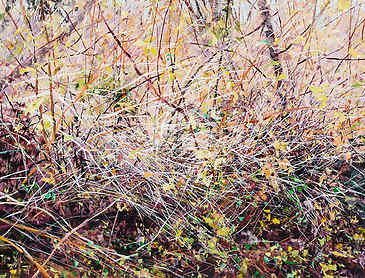 Autumn Thicket, 2017, 30" x 40", acrylic on canvas