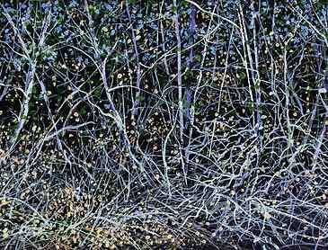 Evening Tangle, 2019, 7" x 11", acrylic on paper, SOLD