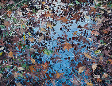 Fall Marsh, 2016, 36" x 48", acrylic on canvas, SOLD