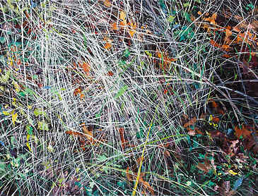 Grass Tangle, 2016, 30" x 40", acrylic on canvas