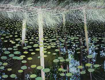 Lily Lake, 2014, 36" x 48", acrylic on canvas, SOLD