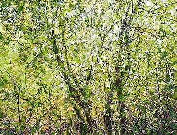 Rain Forest Tangle, 2025, 48" x 36", acrylic on canvas