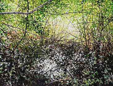 Reed Canyon Thicket, 2018, 36" x 48", acrylic on canvas