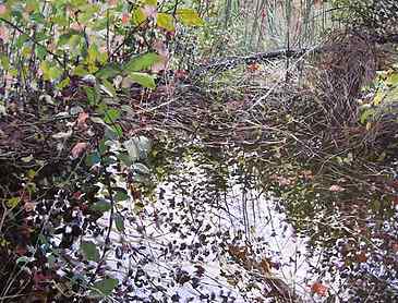 Thickets Near the Water's Edge, 2015, 60" x 48", acrylic on canvas, SOLD