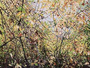 Transition to Fall, 2018, 30" x 40", acrylic on canvas