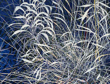 Wetland Calligraphy, 2025, 24" x 20", acrylic on canvas