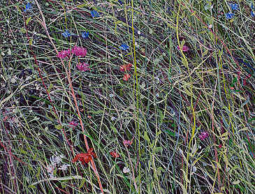 Wildflower Tapestry, 2022, 24" x 20", acrylic on canvas, SOLD