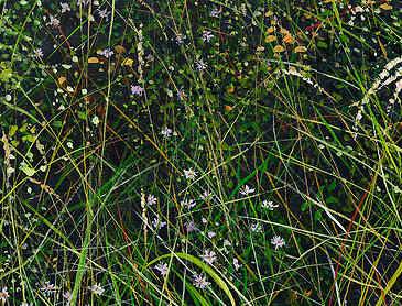 Wildflowers, 2025, 24" x 20", acrylic on canvas