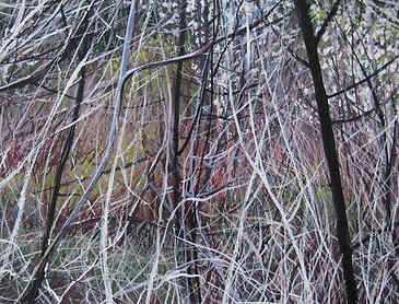 Willamette Tangle, 2013, 8" x 8", acrylic on canvas